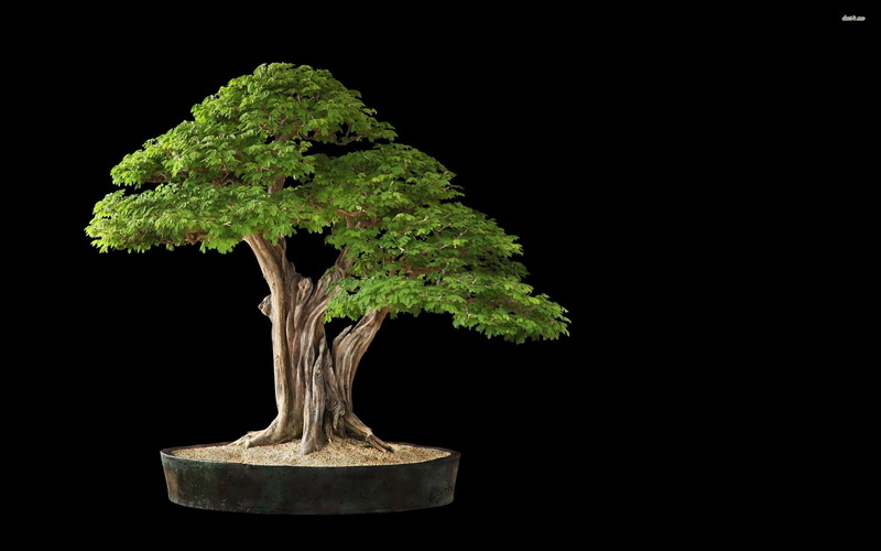 2K, Bonsai
