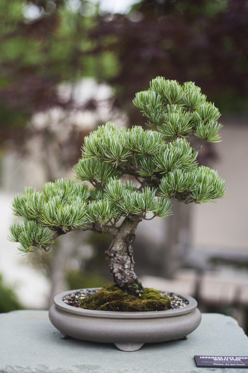 bonsai tree, 4K, bonsai, small, focus on foreground, botany, flower pot, leaf, potted plant, close-up, table, beauty in nature, meijer gardens, front or back yard