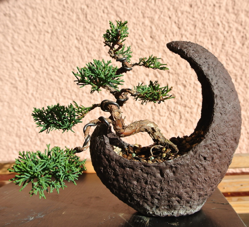 nature, wall - building feature, growth, no people, animal representation, focus on foreground, gray, green color, representation, day, 2K, herb, bonsai Tree