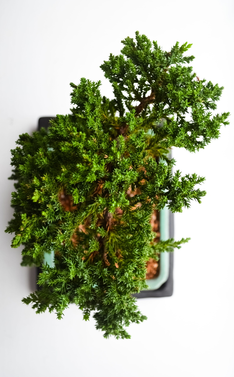 from the top, christmas tree, nature, clean, bonsai tree, green color, celebration, simple, herb, close-up, house plant, potted plant, bonsai, holiday