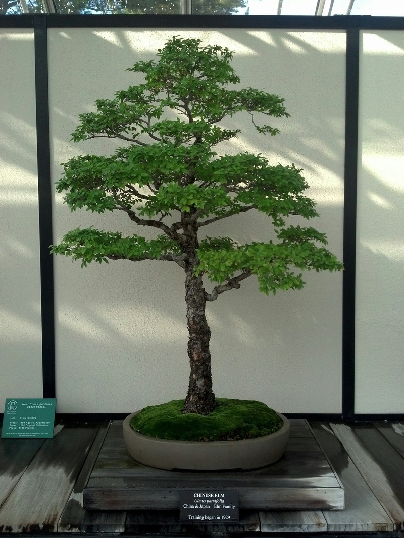 japanese, 2K, small, indoors, beauty in nature, bonsai, plant, glass - material, potted plant, built structure, miniature, green, no people, garden, houseplant