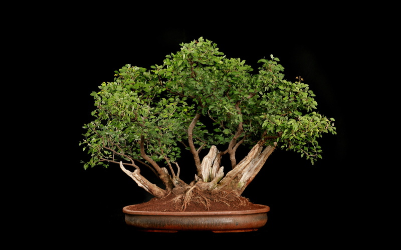 tree, 2K, black, leaves, bonsai