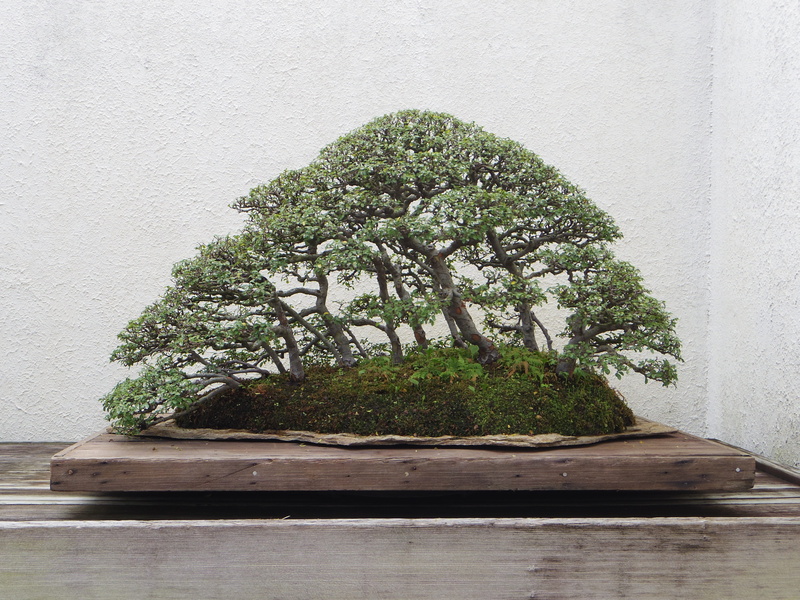 outdoors, trunk, tree, close-up, nature, wood - material, growth, plant part, japanese, 4K, pot, green, bonsai tree, beauty in nature, table, bonsai, architecture