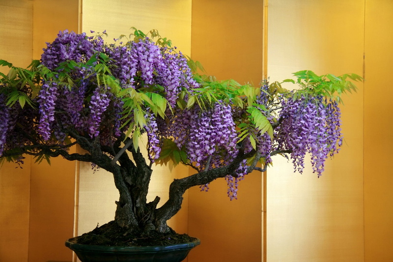 Tree, Purple Flower, Wisteria, Flowers, 1080P, Bonsai, Flower