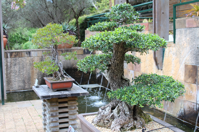 courtyard, nature, 5K, potted plant, trees, building exterior, summer, plant, tree, building, seat, bonsai, beauty in nature, architecture, japanese, growth