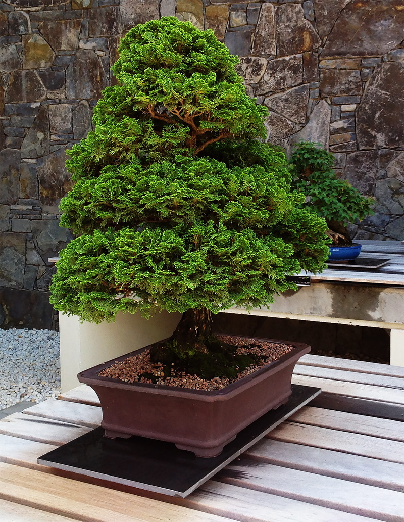 tree, Garden, Plant, high angle view, beauty in nature, green color, shape, bonsai, day, potted plant, bonsai tree, no people, Tree, growth, wall - building feature