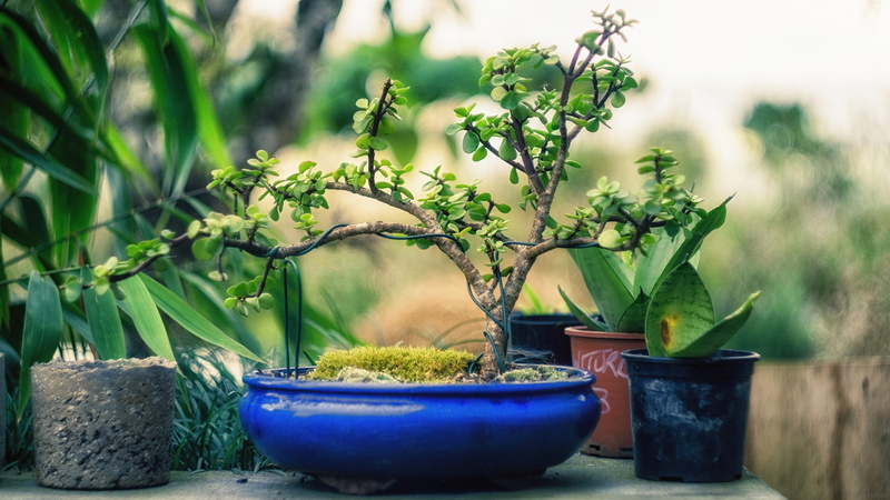 green, bonsai, day, flower, beauty in nature, no people, front or back yard, food, potted plant, container, freshness, garden, ceramic, 1080P, japanese