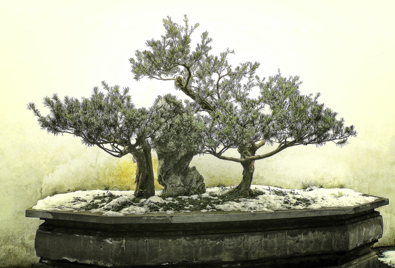 plant, wall - building feature, 2K, tree, no people, outdoors, day, beauty in nature, snow, potted plant, front or back yard, tranquility, water, winter