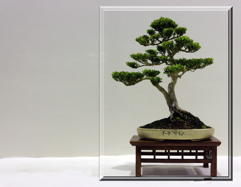 bonsai tree, tree, seat, small, frame, indoors, growth, leafed, houseplant, bonsai, wood - material, copy space, table, nature, japanese, beauty in nature