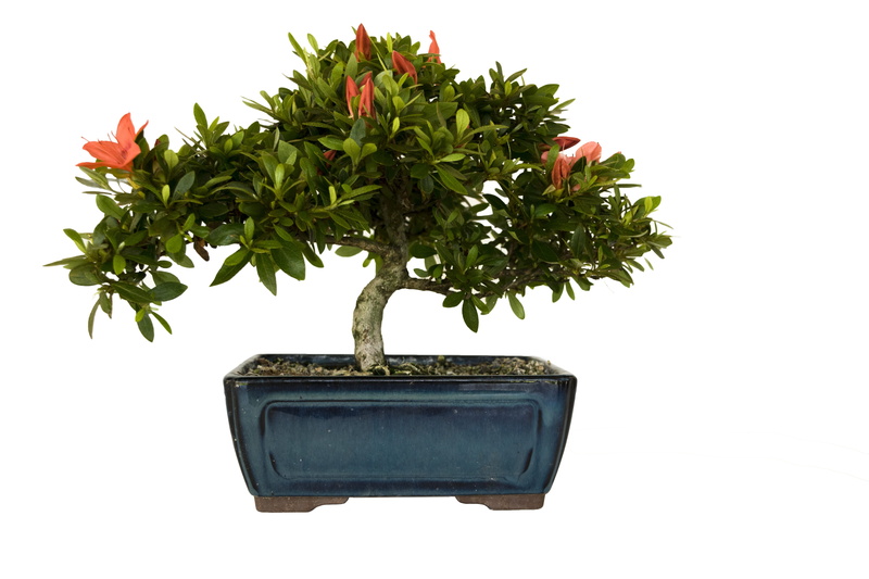 white background, 5K, coniferous tree, leaf, small, bonsai, houseplant, bonsai tree, green color, square, botany, green, pot, no people, azalea, tree