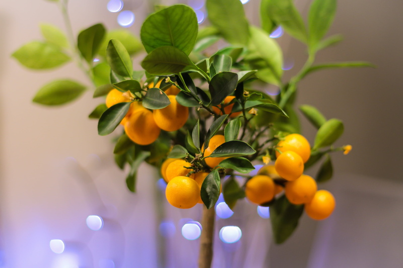 kumquat, freshness, outdoors, flowering plant, yellow, fruit, flower arrangement, tree, close-up, healthy eating, food and drink, growth, flower head, vulnerability