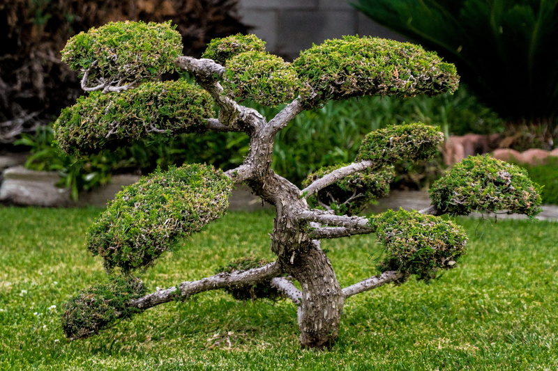 gardening, small, hedge, tranquility, plant part, nature, ornamental garden, formal garden, day, growth, leaf, green, green color, bonsai tree, no people