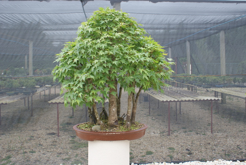 leaf, agriculture, no people, architecture, 4K, flying, trunk, beauty in nature, small, tree, day, miniature, close-up, bonsai, potted plant, greenhouse
