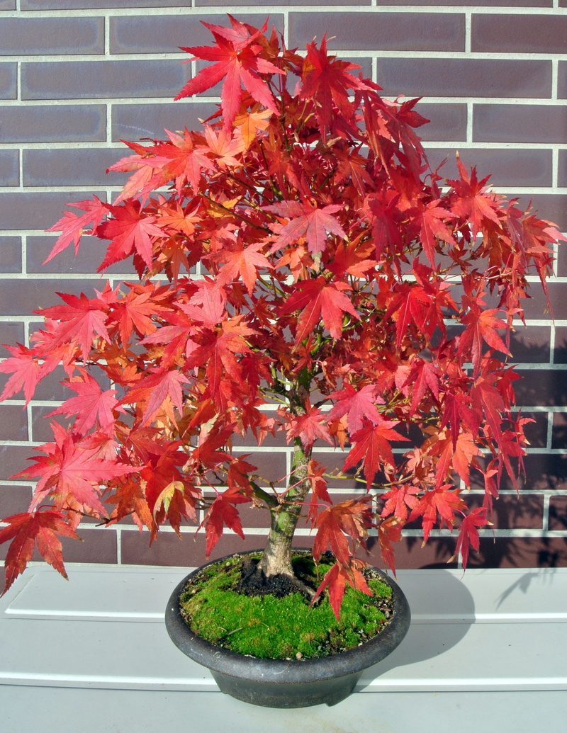 outdoors, autumn, nature, change, 2K, plant part, maple leaf, leaves, potted plant, tree, no people, plant, fall foliage, bonsai, built structure, growth