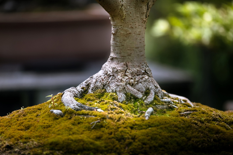 5K, moss, focus, garden, bonsai, selective focus, land, forest, growth, focus on foreground, japanese tree, bark, tree trunk, day, photography, fungus