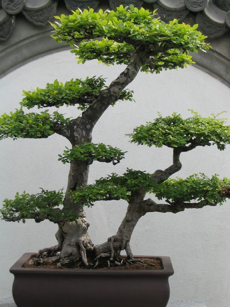 potted plant, wall - building feature, bonsai tree, no people, branch, tree, outdoors, green, close-up, bonsai, nature, day, built structure, small, 1080P