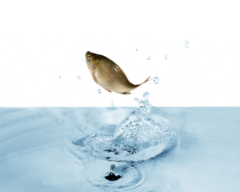 no People, sea, animal, white background, grey, animals in the wild, studio shot, water, goldfish, high-speed photography, tilapia, splashing, copy space