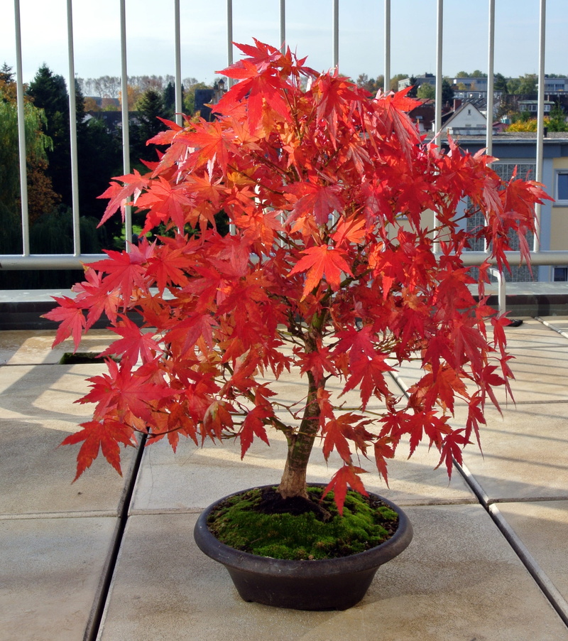 architecture, maple, flower pot, bonsai, orange color, leaves, leaf, plant part, flowering plant, day, growth, focus on foreground, no people, plant, potted plant