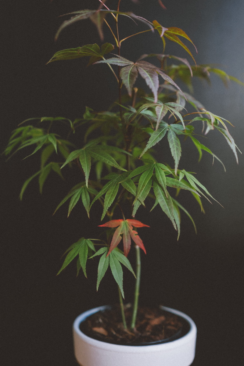 ornament, maple, mapletree, blossom, pot, vase, botany, day, pottery, green, small, plants, no people, growth, potted plant, indoors, plant part, flower
