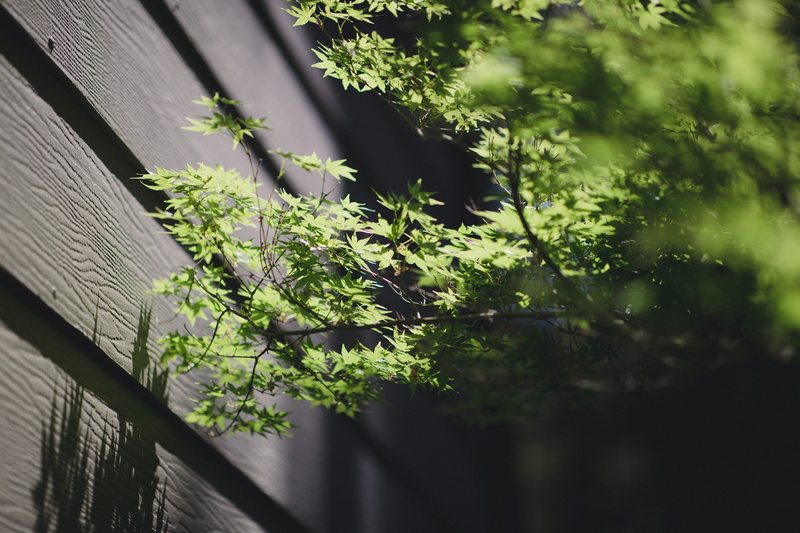 furniture, plant, beside, conifer, wall - building feature, bonsai, leaf, green color, corrugated, potted plant, planter, tree trunk, no people, architecture