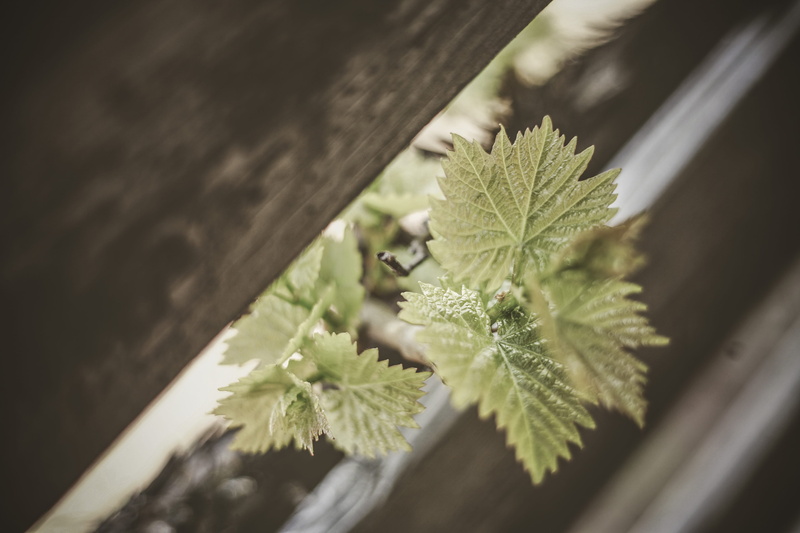 bonsai, herbal, architecture, tree, plant, beauty in nature, vulnerability, planter, nature, herbs, green color, high angle view, leaves, day, plant part