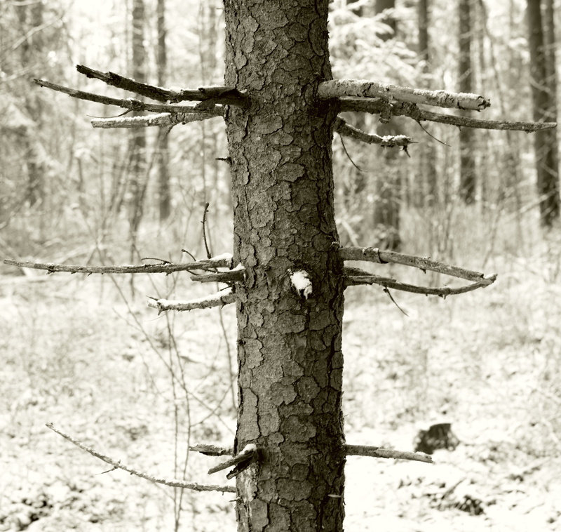wood - material, 4K, land, close-up, waldsterben, trunk, branch, tree trunk, ecology, nature, tree, pollution, selective focus, dying tree, metal, ecological balance