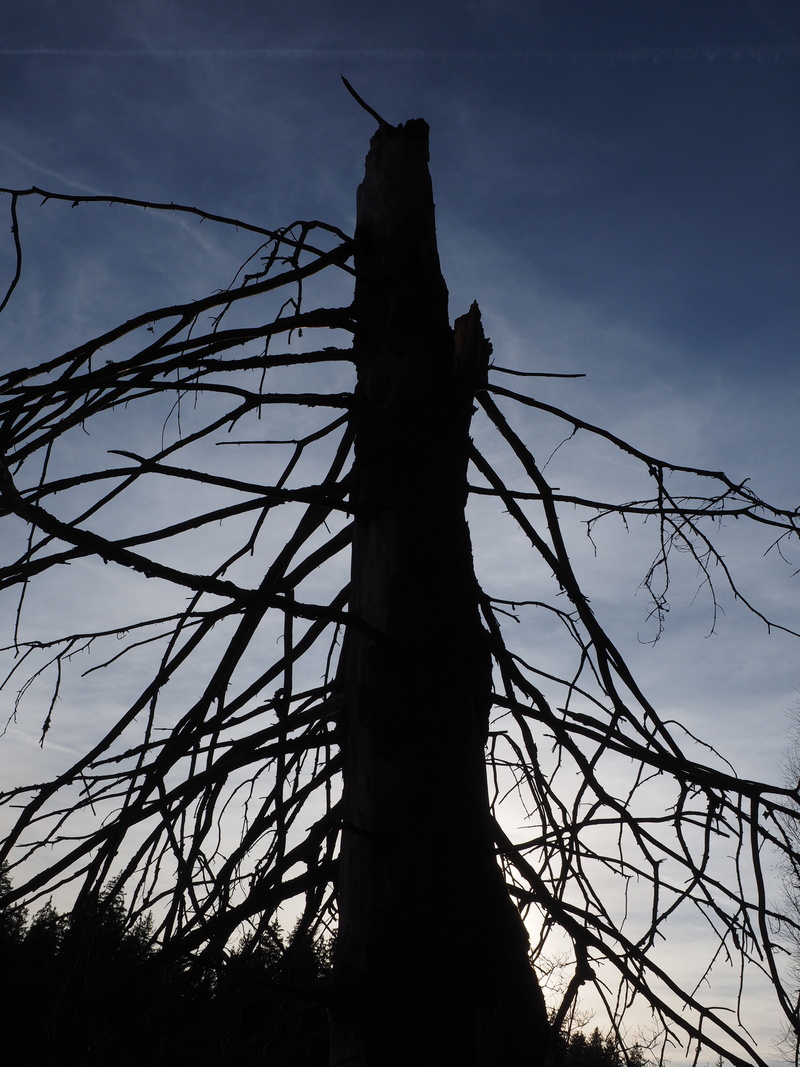 log, day, power line, sky, cloud - sky, environmental damage, 4K, branches, fence, tangled, no people, plant, barbed wire, nature, silhouette, dead plant