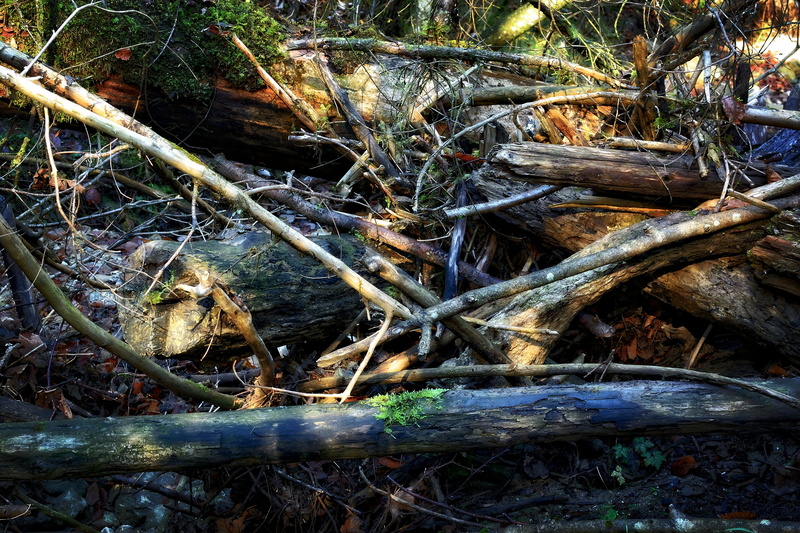 field, stick - plant part, tree trunks, end time, forest, old, environment, waldsterben, wood, falling, root, day, no people, tree, broken, high angle view