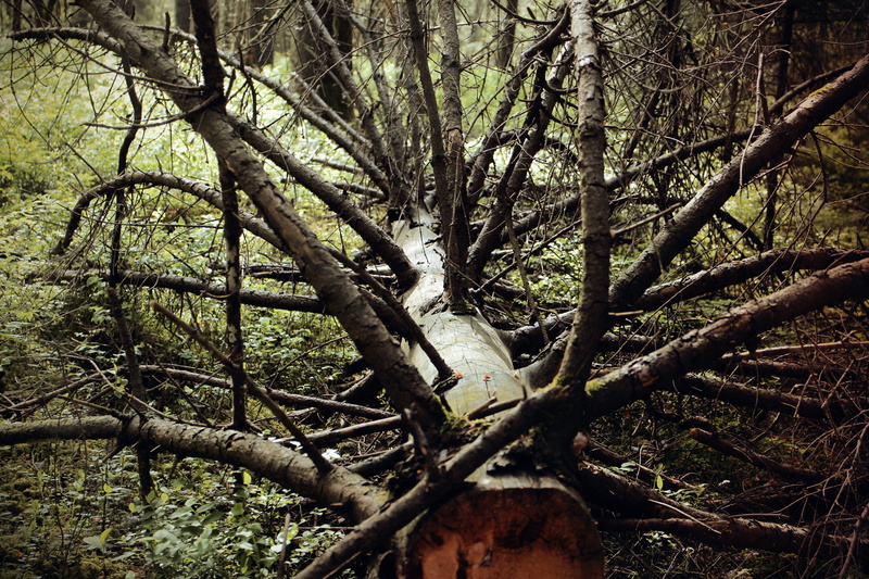 forest, branches, old, gnarled, land, dead plant, tree, branch, beauty in nature, trunk, environment, tree trunk, wood - material, growth, broken, plant