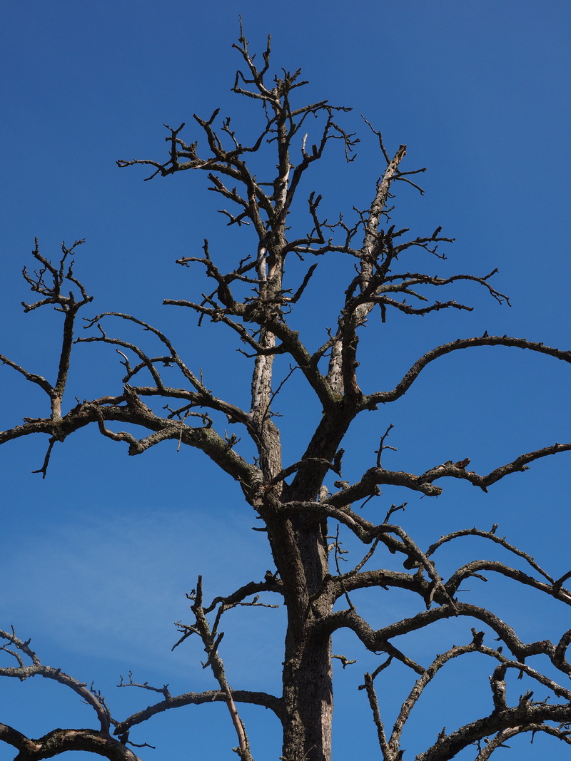 day, dead plant, fruit tree, bare tree, group of animals, growth, low angle view, 4K, plant, clear sky, sky, tranquility, branches, waldsterben, branch