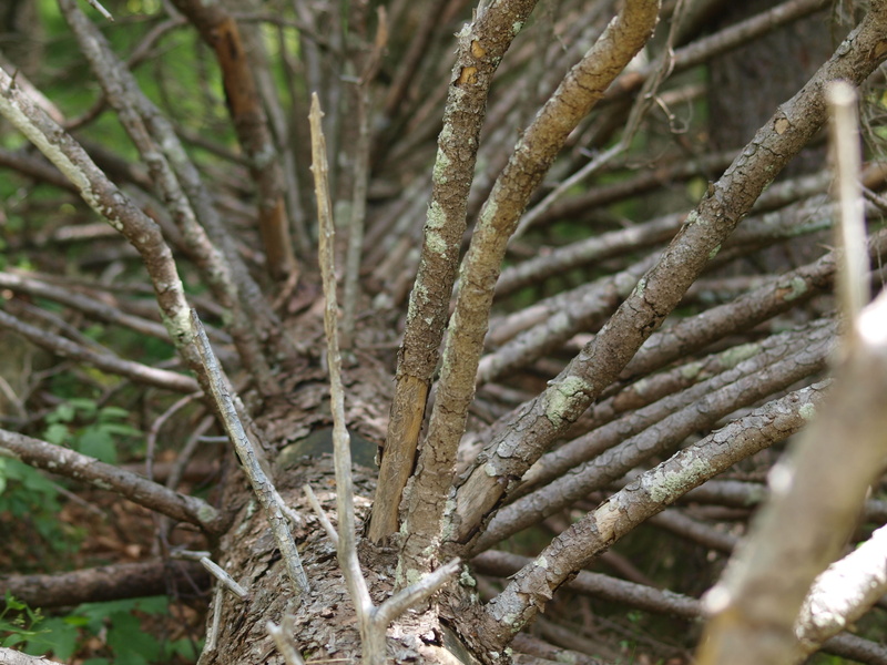 forest, nature, winter, selective focus, brown, old tree, dead tree, twig, aesthetic, 2K, outdoors, beauty in nature, growth, Conifer, plant, Spruce, focus on foreground