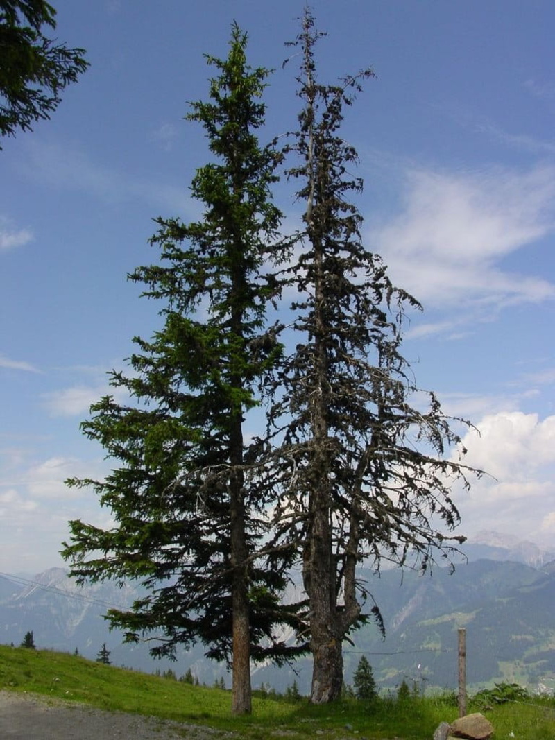 waldsterben, trees, snow, plant, tranquility, scenics - nature, spruce, tranquil scene, non-urban scene, forest, fir tree, green color, ill, conifer, green