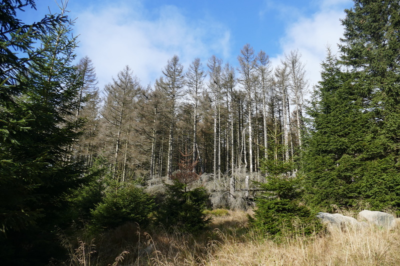 day, death, leaves, rock - object, growth, clouds, end, landscape, environment, reafforestation, at the beginning, low angle view, 5K, land, pine tree