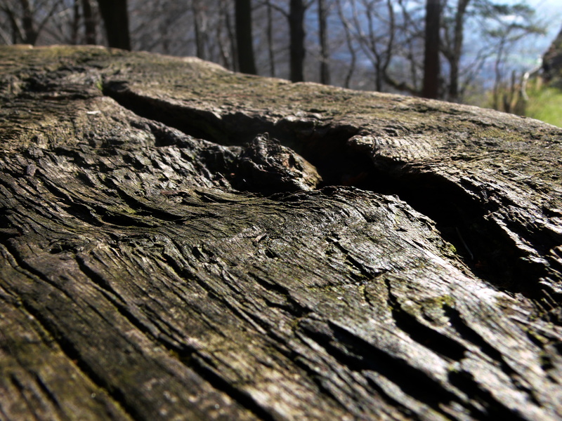 trunk, selective focus, bark, no people, nature, tree trunk, surface level, lying, pattern, wood - Material, outdoors, live, log, day, forest, plant, brown