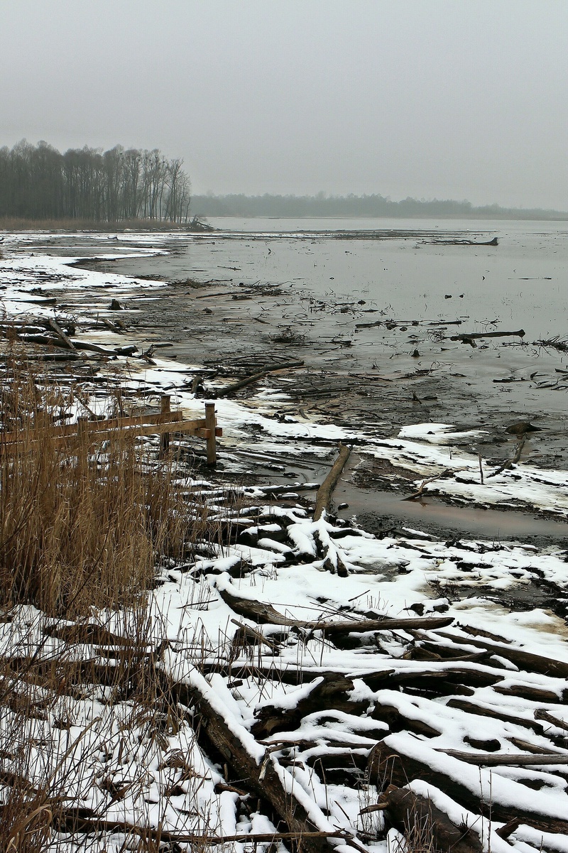 environmental protection, day, beach, fog, flotsam and jetsam, waters, snow, nature, ice, plant, non-urban scene, beauty in nature, 2K, outdoors, land
