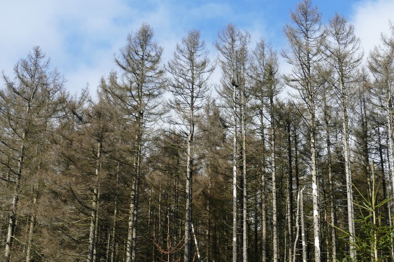 clouds, blue, pine woodland, tree trunk, no people, sky, day, land, beauty in nature, trunk, growth, tranquility, end, waldsterben, 5K, live, reafforestation