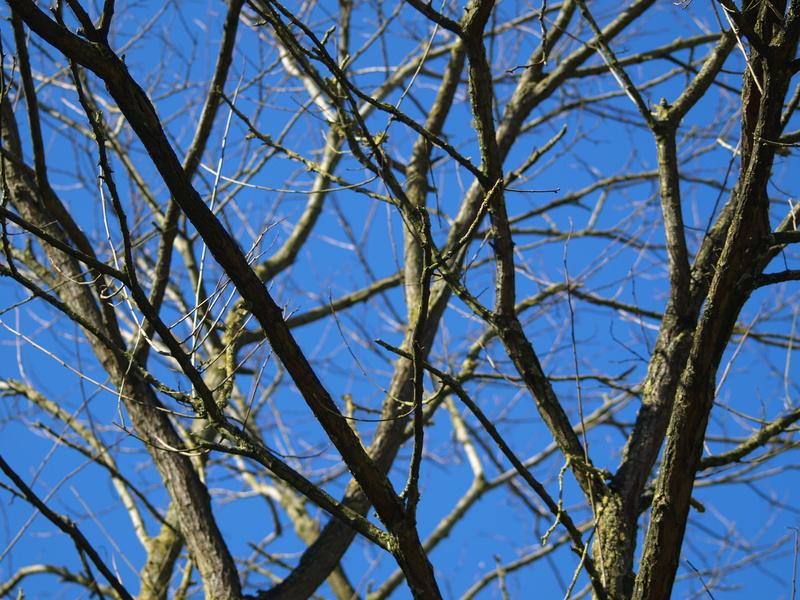 winter, sunny, 2K, Dead, Tree, mis shapen, bare tree, blue, Branches, low angle view, wood, clear sky, tranquility, close-up, dead tree, outdoors, environment