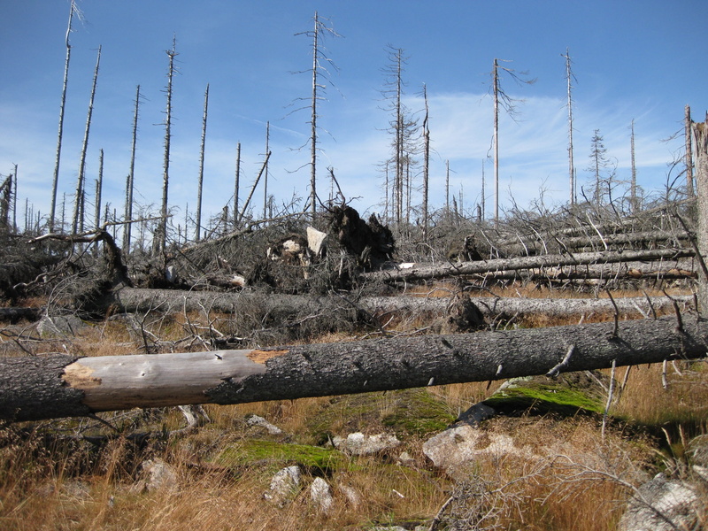 land, day, no People, non-urban scene, 2K, field, Dead, environmental issues, sky, destruction, outdoors, Grove, forest, lumber industry, Plant, tree