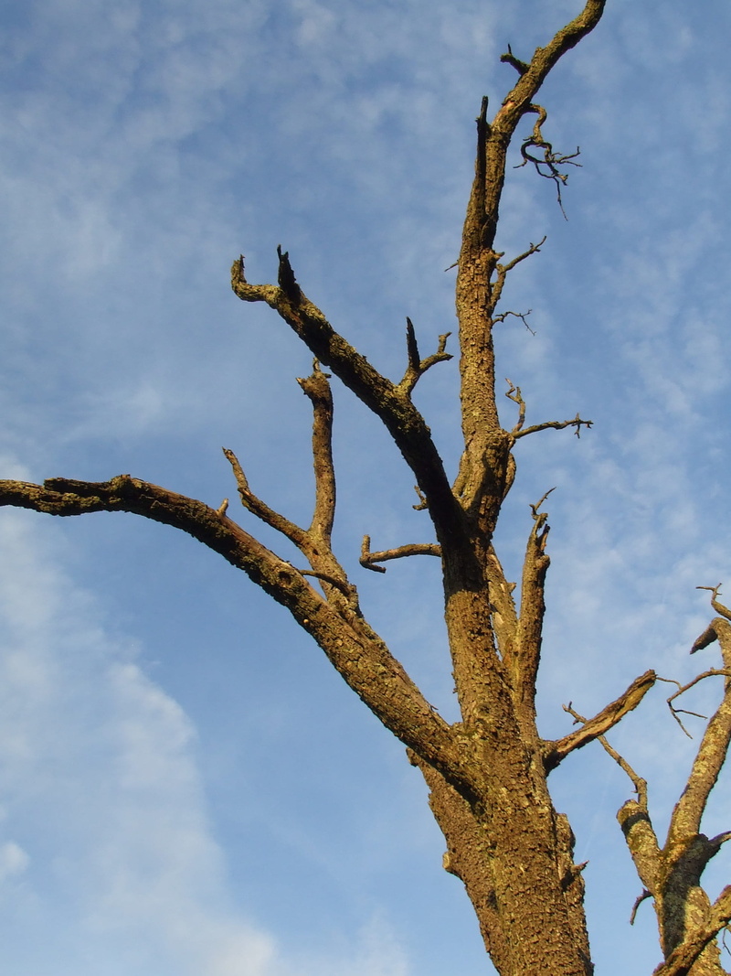 2K, blue, growth, environmental protection, dead plant, waldsterben, nature, trunk, dead tree, tree trunk, tranquility, bare tree, branch, sky, scenics - nature