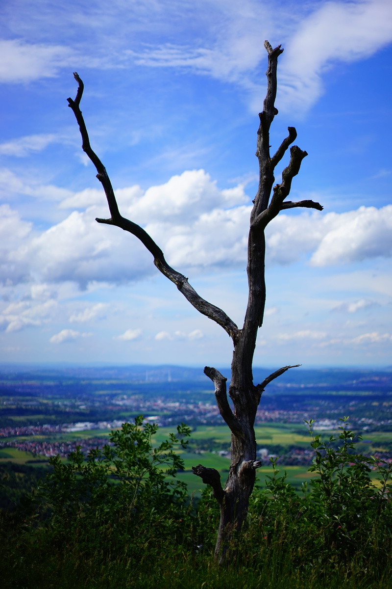 scenics, day, outdoors, growth, Kahl, Dead, 5K, tranquil scene, dry, Tree, waldsterben, travel Locations, drought, beauty in nature, sky, breitenstein