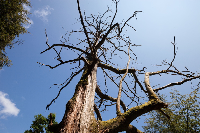 broken, beauty in nature, sky, growth, low angle view, gnarled, 5K, nature, tranquility, environmental protection, environment, wood, trunk, sunlight