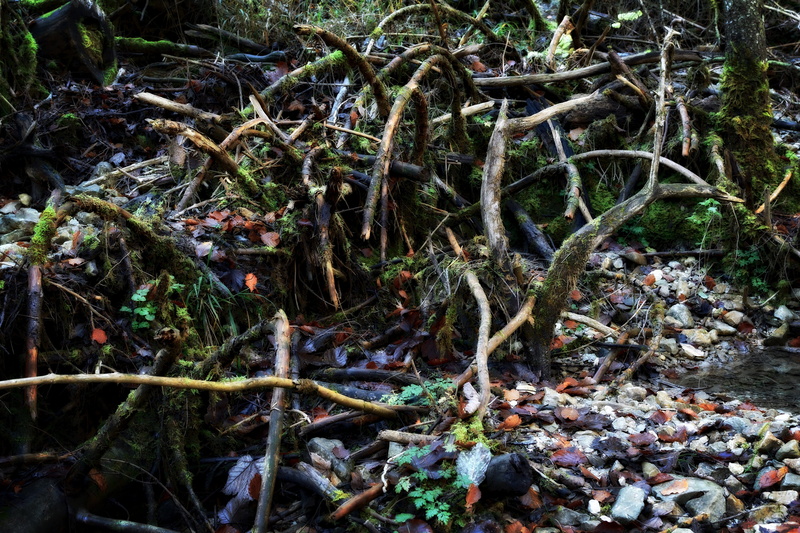 dead plant, land, forest, stick - plant part, pollution, beauty in nature, branch, water, broken, environmental protection, mood, tree trunks, branches