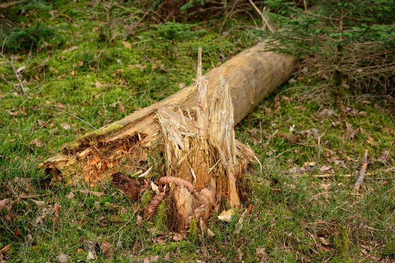 plant, field, butt, environmental issues, log, grass, tranquility, growth, 5K, Storm, canceled, tree, timber, Tribe, woodland, fragmented, forest, brown