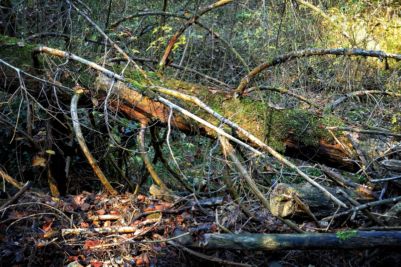 old, tree, land, 4K, tangle, day, branches, tranquility, no people, nature, dry, environmental protection, mood, environment, forest, atmosphere, wood