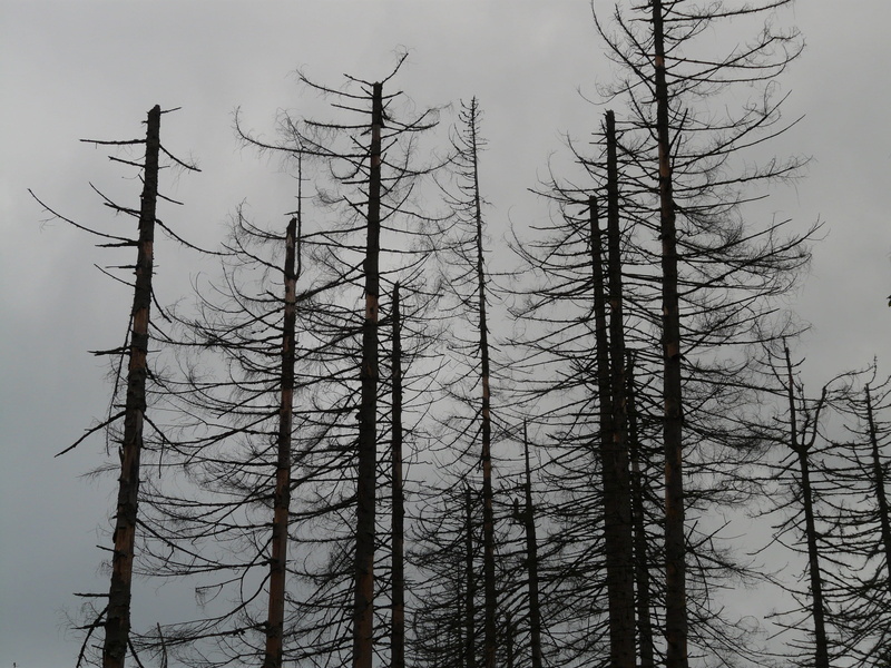trist, trees, outdoors, forest, sky, bare tree, land, tall - high, woodland, dead, dead trees, low angle view, plant, dark, barren, day, slurry, trunk