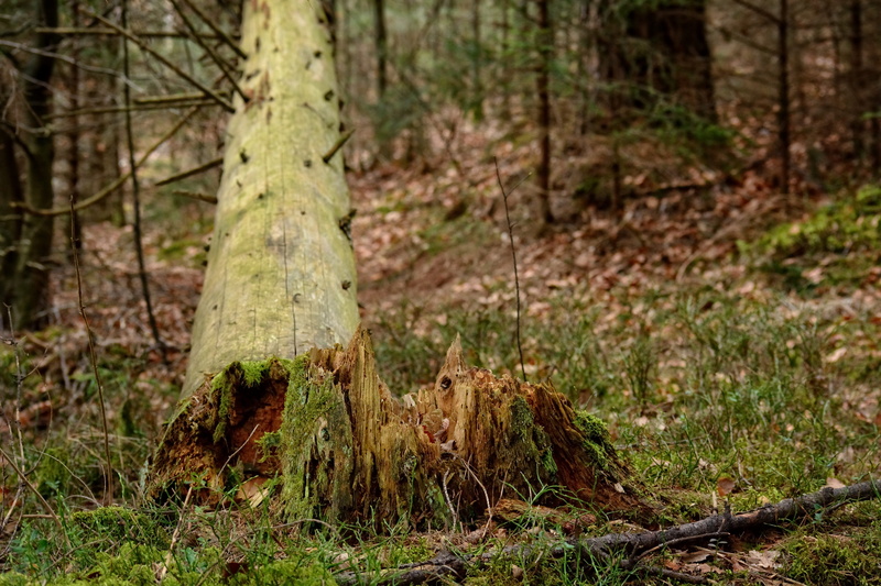 land, day, butt, focus on foreground, overturned, tranquility, fracture, tree, plant, green color, wood, grass, outdoors, growth, woodland, tree trunk