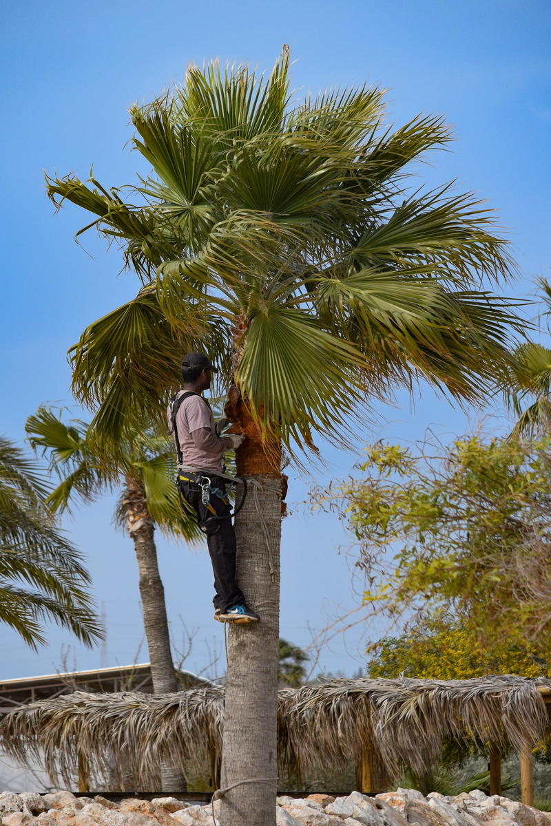 real people, sunlight, palm tree, exotic, low angle view, green color, pruning, tree, tropical climate, mammal, tree trunk, prune, tropical, people, plant