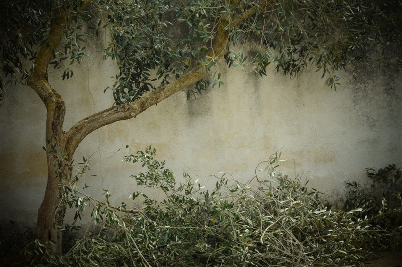 scenics - nature, nature, 5K, decorative, olive leaves, environment, beautiful, tree cutting, tree cut olive, outdoors, day, branch, brown, plant, background