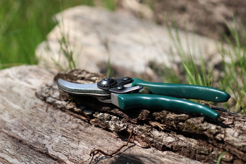 prune, pruning shears, selective focus, grass, nature, shears, sunlight, focus on foreground, pruning, rock, growth, scissors, solid, 5K, no people, outdoors