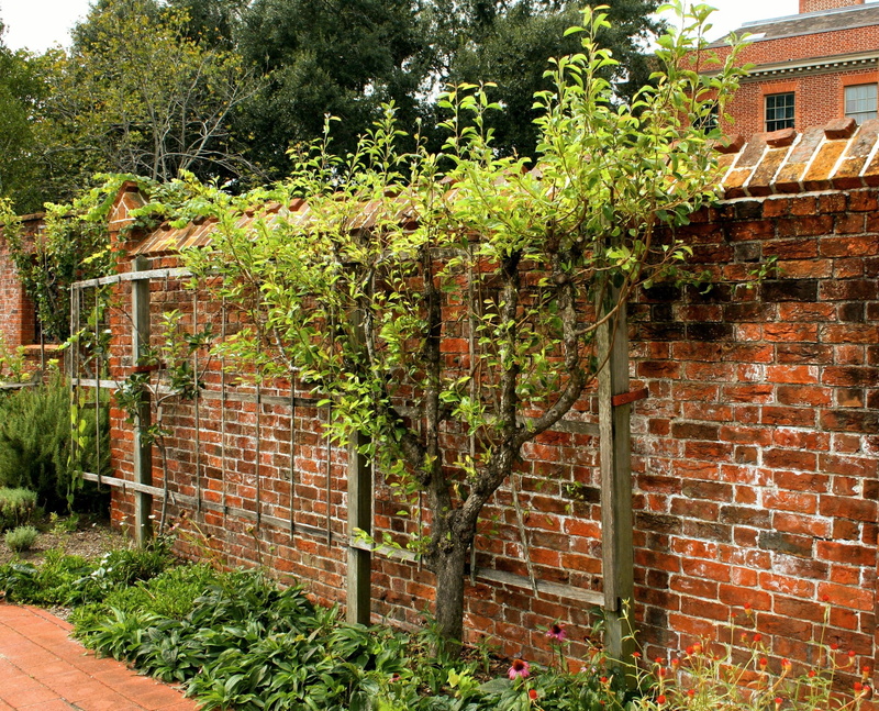 built structure, Espalier, growth, residential district, creeper plant, no people, garden wall, trained, natural, outdoors, orchard, brick, Pruned, wall - building feature